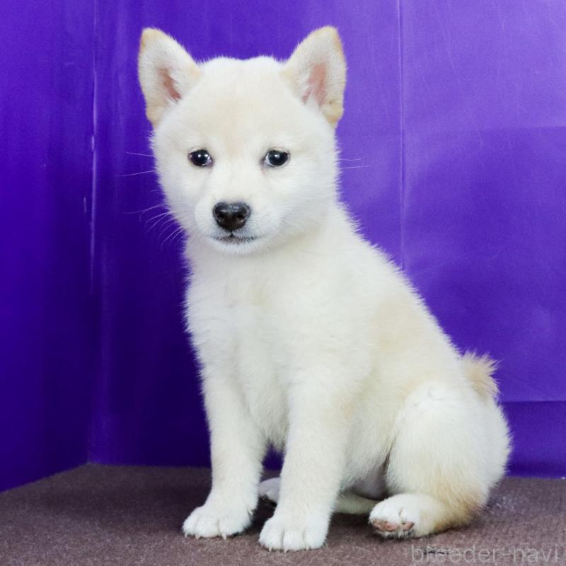 販売中の愛知県の柴犬-406787の3枚目